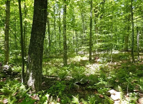 0 Black Bear Road Jamaica VT 05343