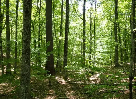 0 Black Bear Road Jamaica VT 05343