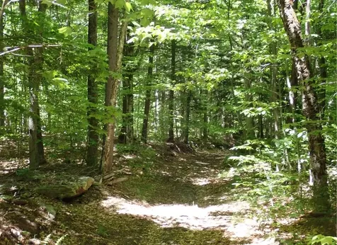 0 Black Bear Road Jamaica VT 05343