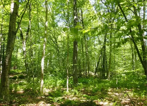 0 Black Bear Road Jamaica VT 05343