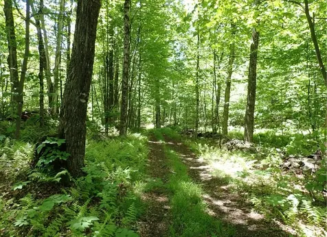 0 Black Bear Road Jamaica VT 05343