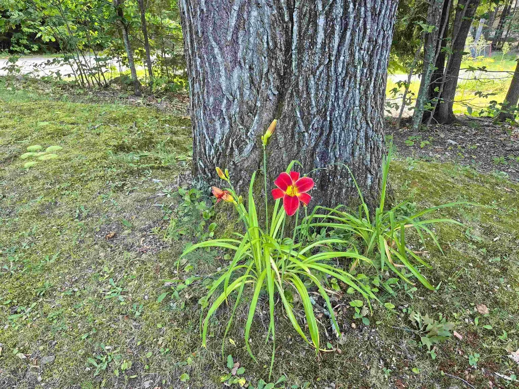 133 Forest Street Wakefield NH 03872