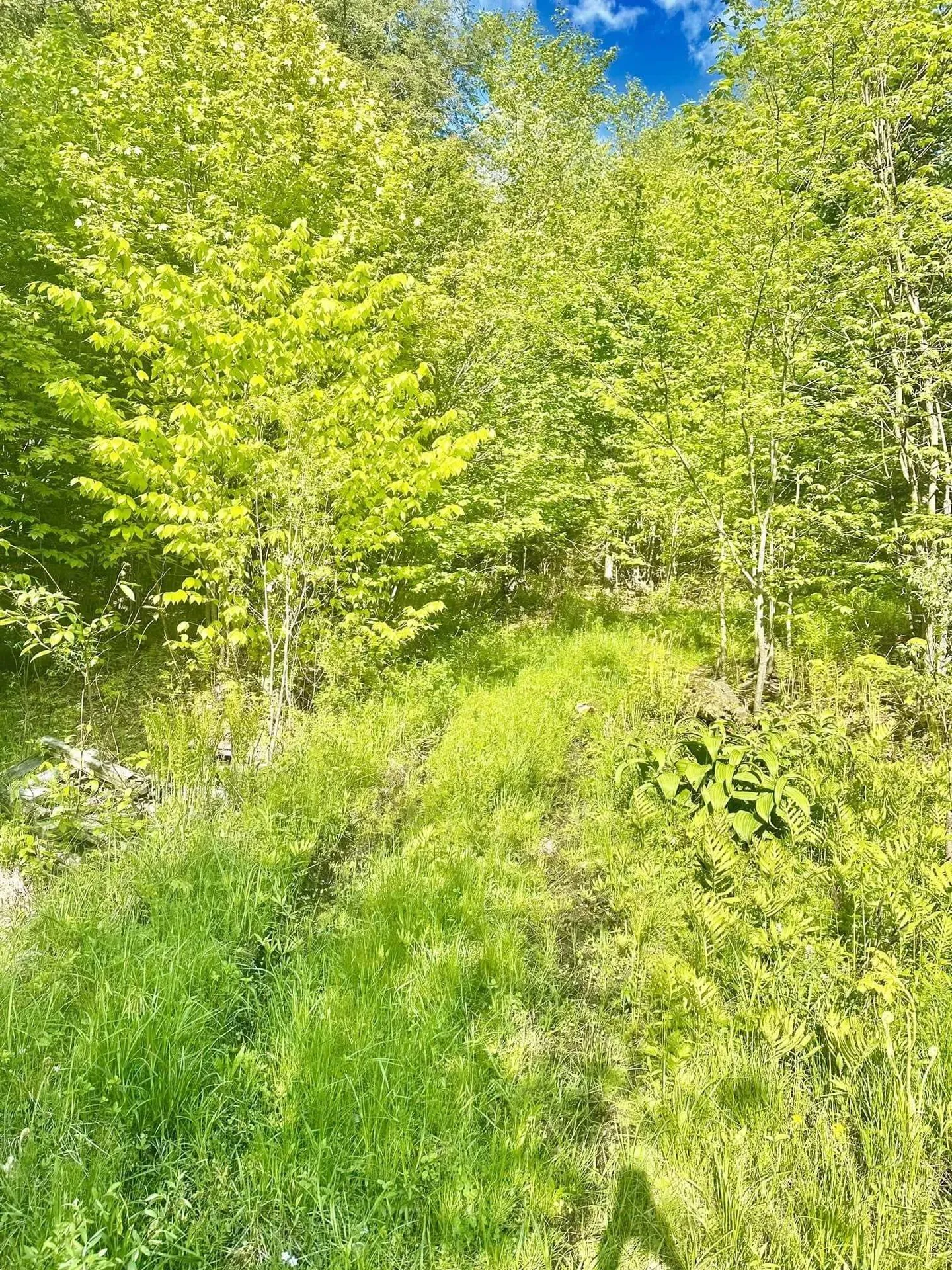 3342 East Hill Road Wolcott VT 05680