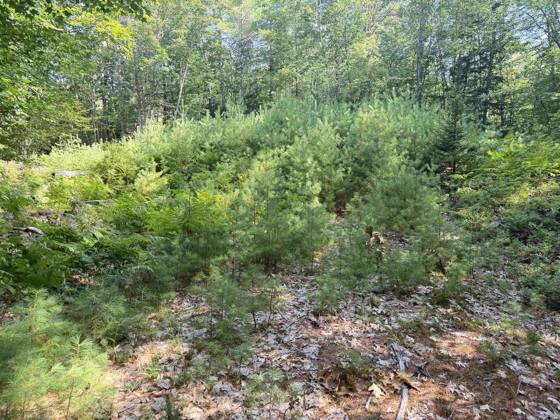 000 Alden Washburn Drive Tamworth NH 03886