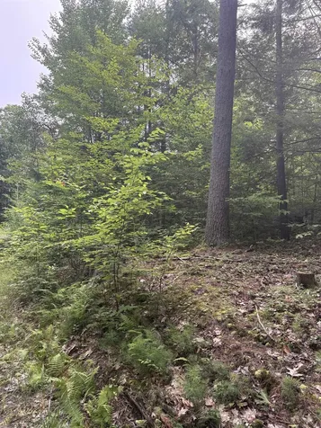 0 Access Road Chesterfield NH 03462