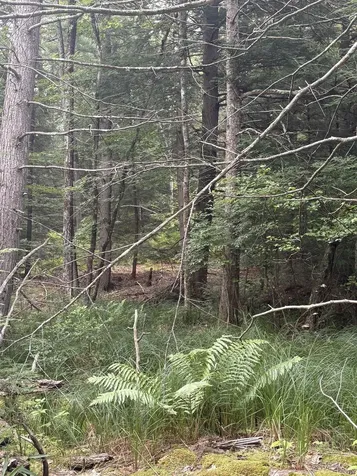 0 Access Road Chesterfield NH 03462