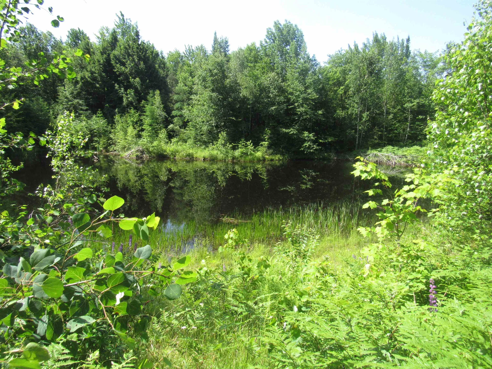 1239 Baldwin Brook Road Wolcott VT 05868-0