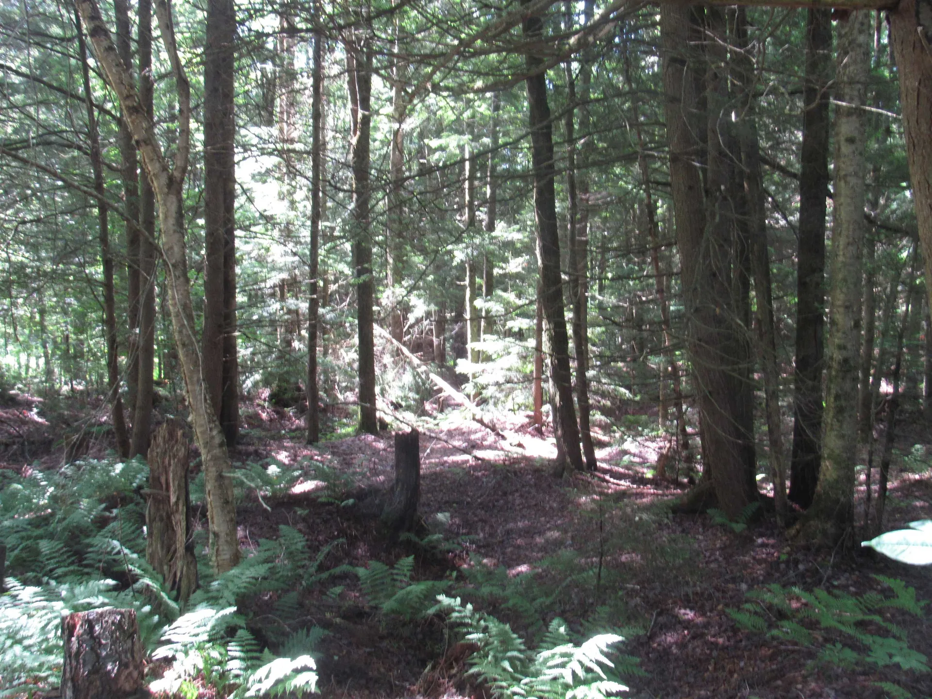 1239 Baldwin Brook Road Wolcott VT 05868-0