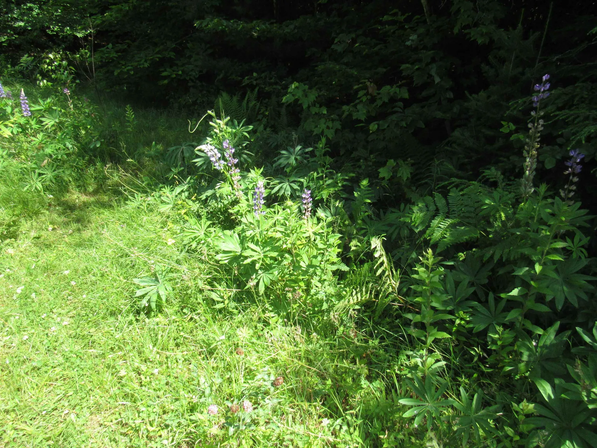 1239 Baldwin Brook Road Wolcott VT 05868-0