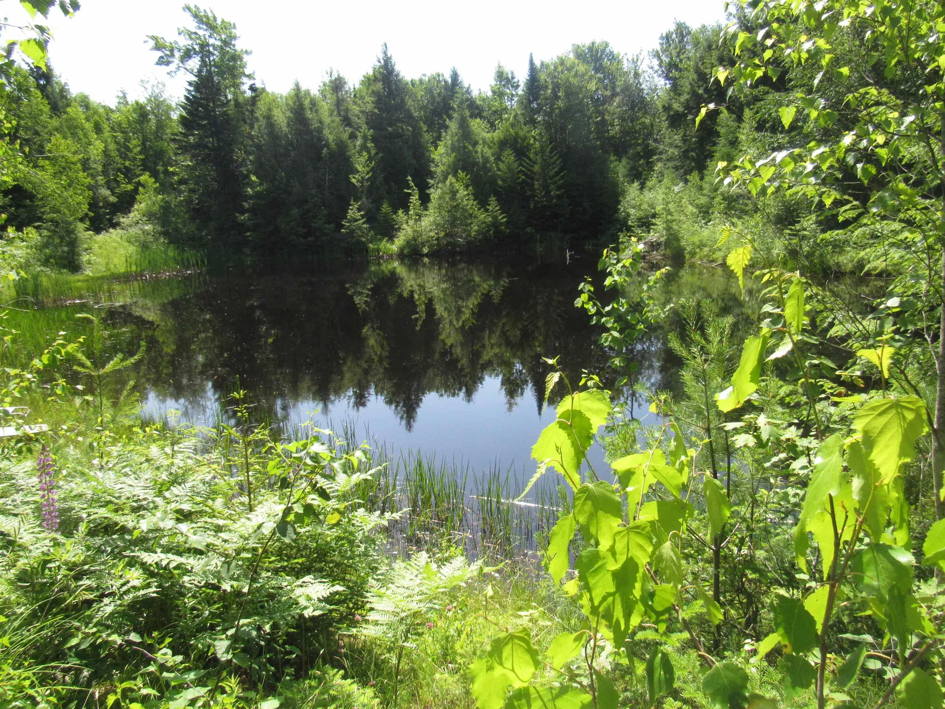 1239 Baldwin Brook Road Wolcott VT 05868-0