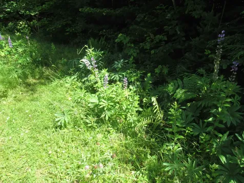 1239 Baldwin Brook Road Wolcott VT 05868-0