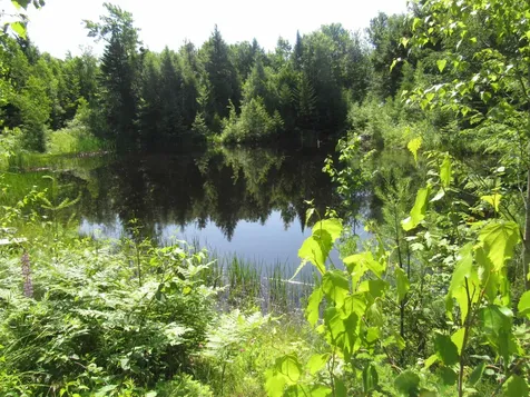 1239 Baldwin Brook Road Wolcott VT 05868-0