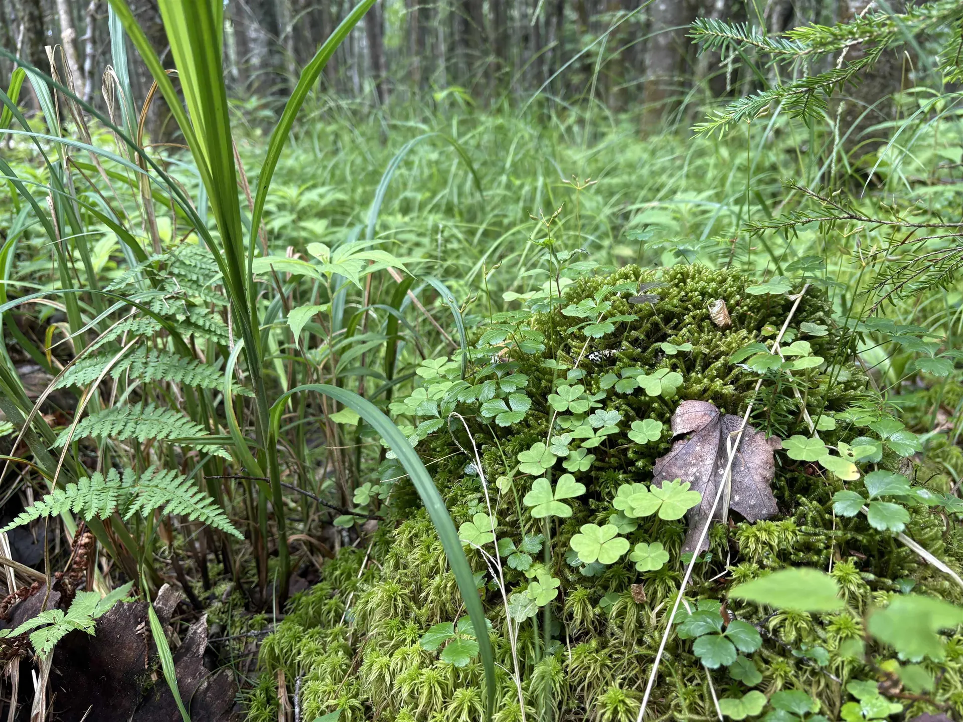 0 Newark Road Brighton VT 05846
