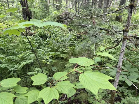0 Newark Road Brighton VT 05846
