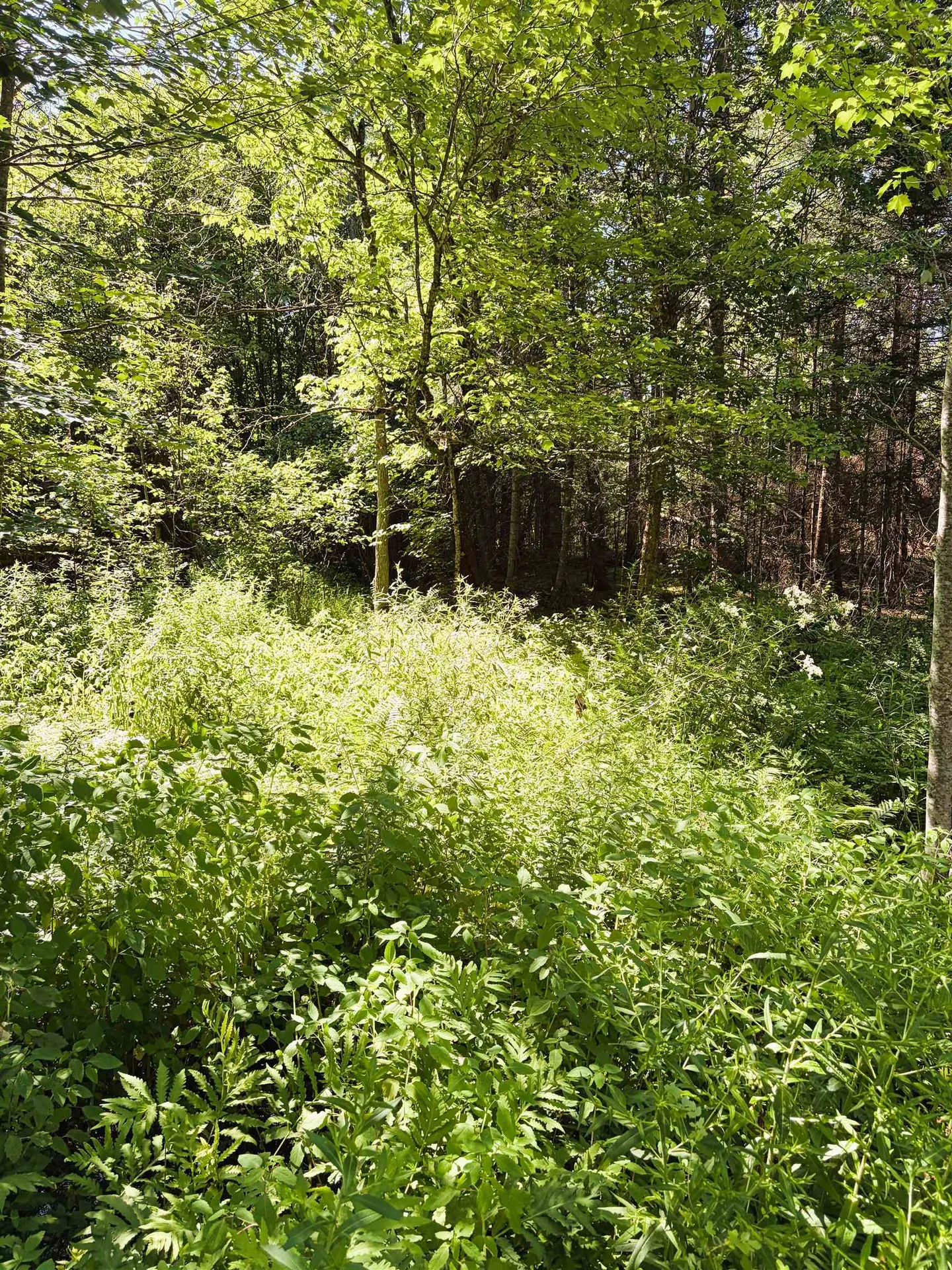 0 Parker Road Whitefield NH 03598