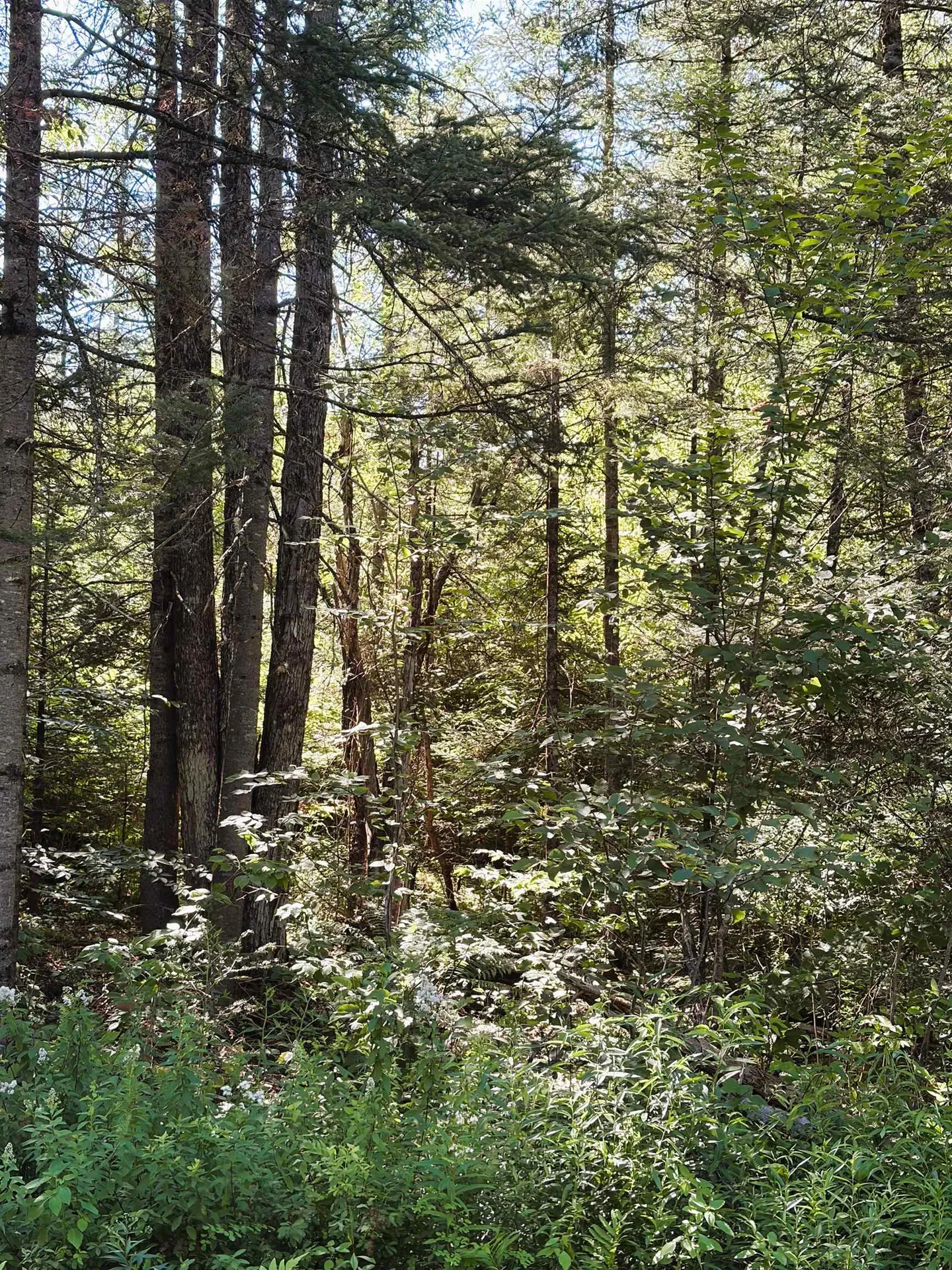 0 Parker Road Whitefield NH 03598