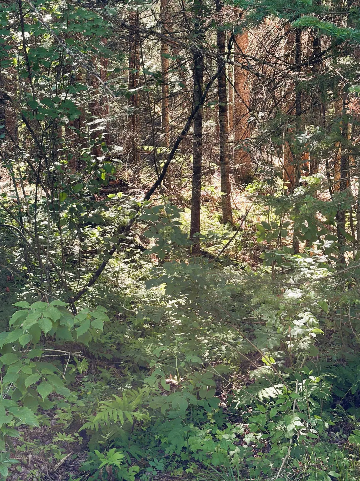 0 Parker Road Whitefield NH 03598