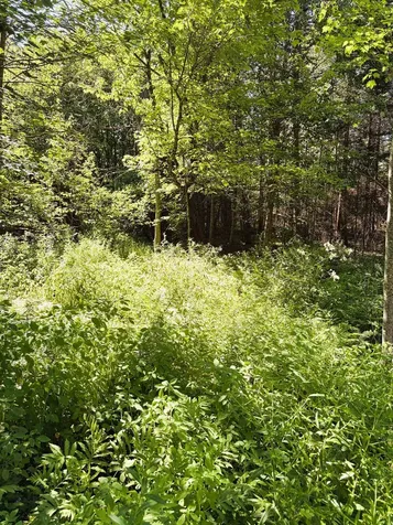 0 Parker Road Whitefield NH 03598