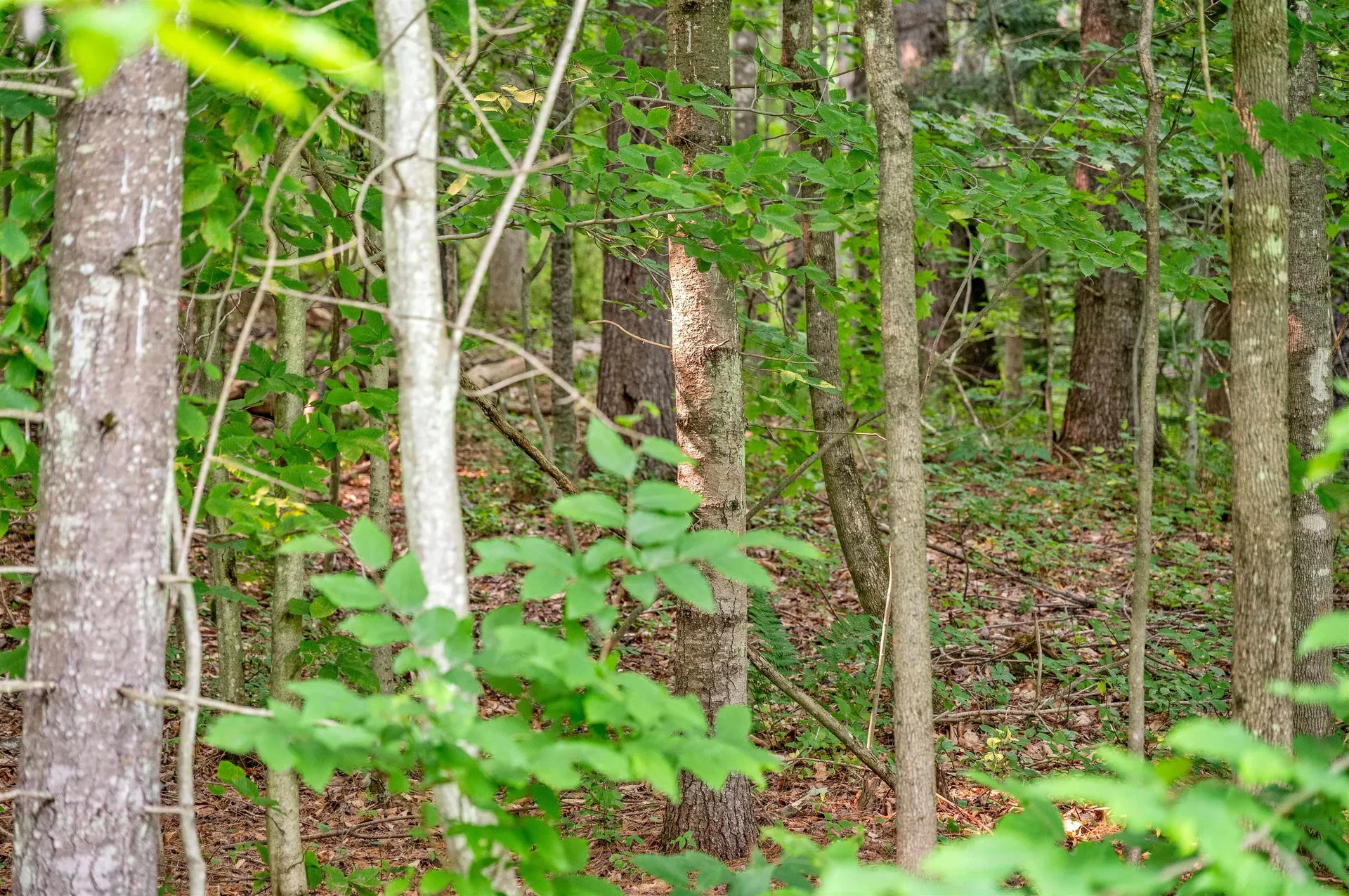 285 Chandler Road Northfield VT 05663