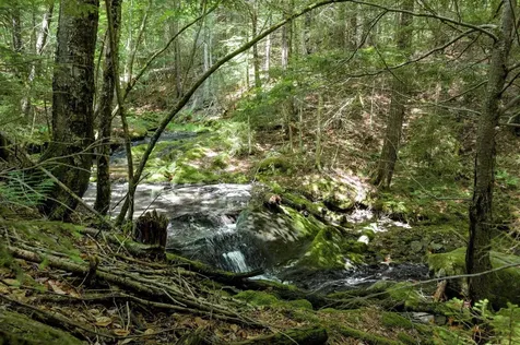2843 Burrington Hill Whitingham VT 05361