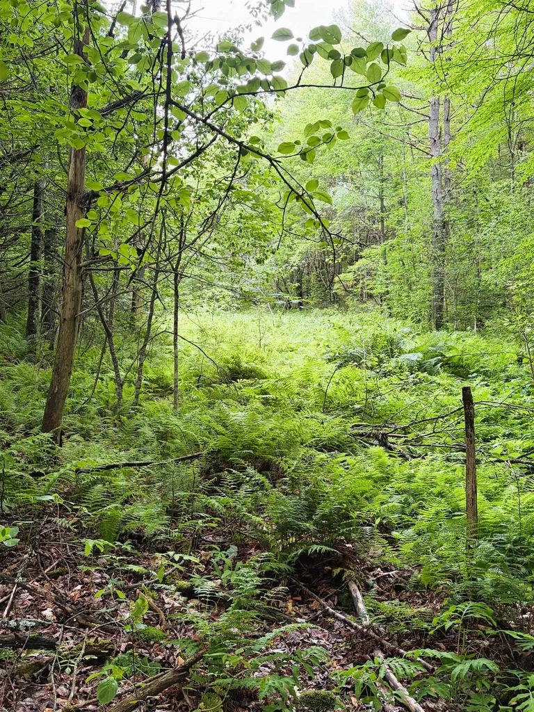 0 Old Partridge Lake Road Littleton NH 03561