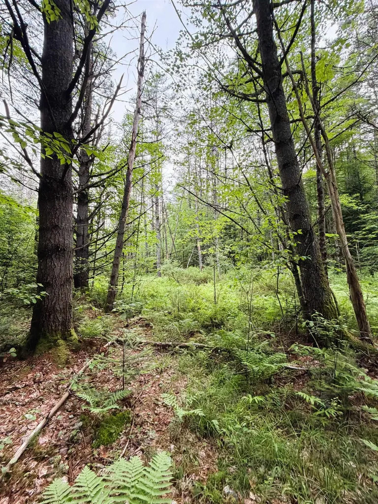0 Old Partridge Lake Road Littleton NH 03561