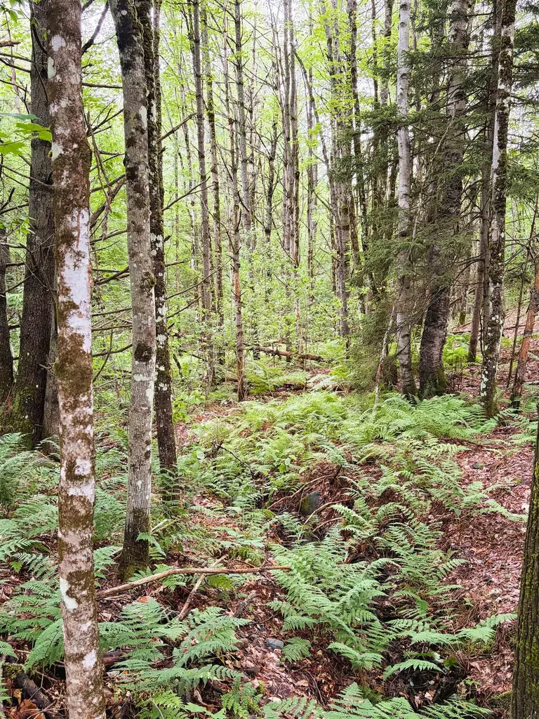 0 Old Partridge Lake Road Littleton NH 03561