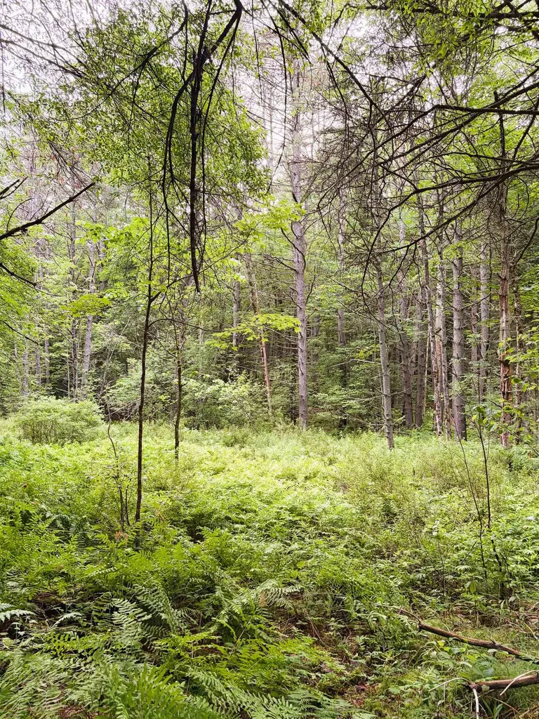 0 Old Partridge Lake Road Littleton NH 03561
