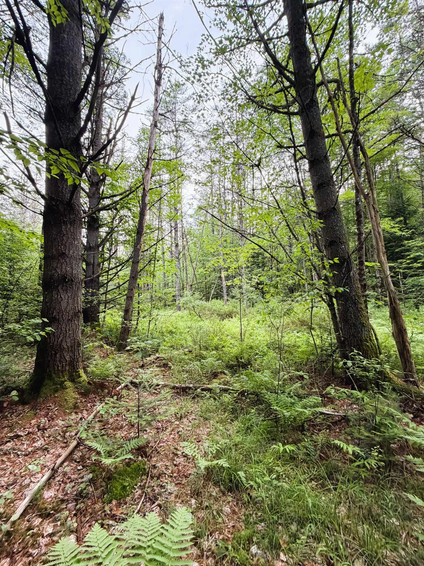 0 Old Partridge Lake Road Littleton NH 03561