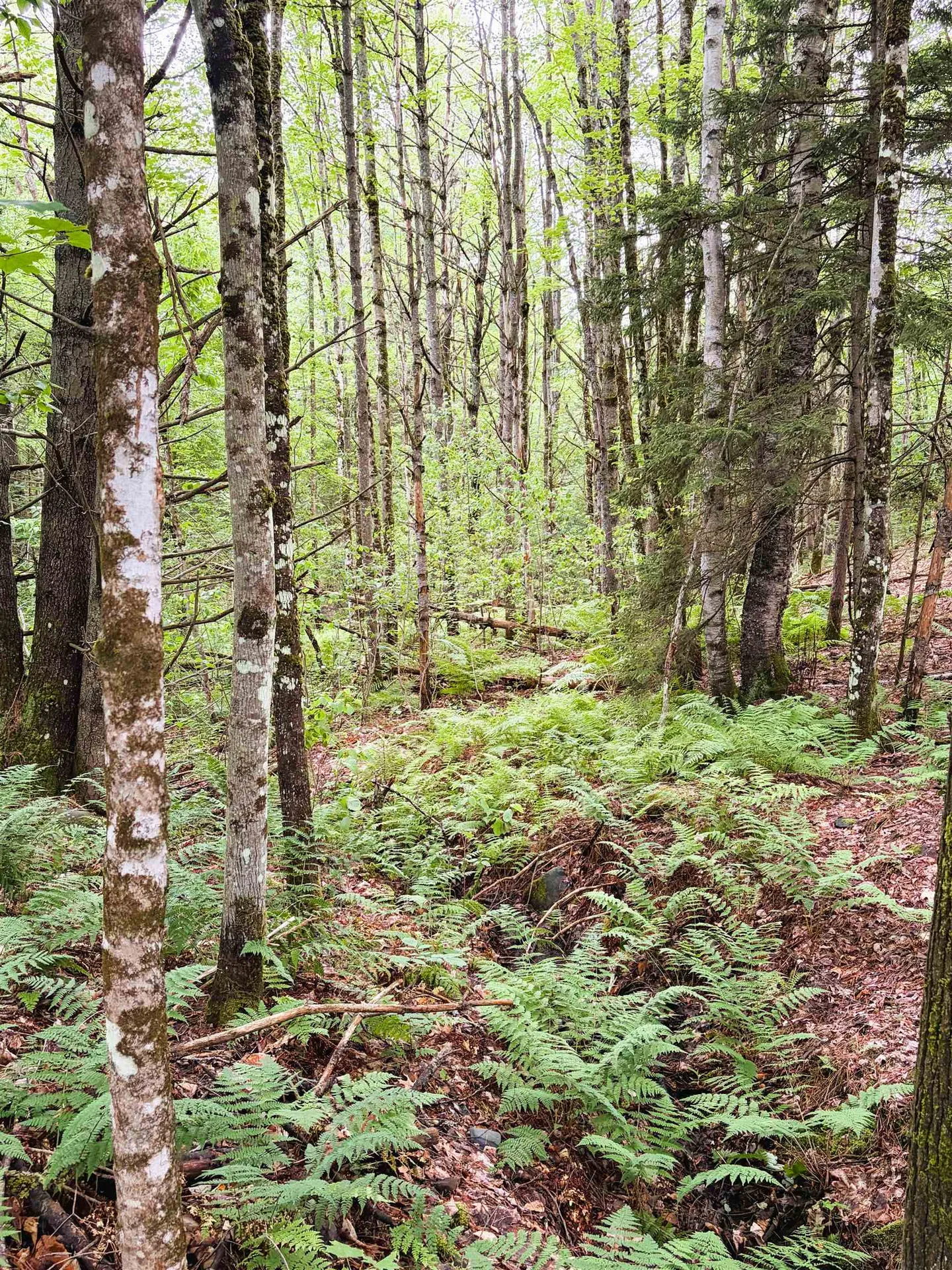 0 Old Partridge Lake Road Littleton NH 03561