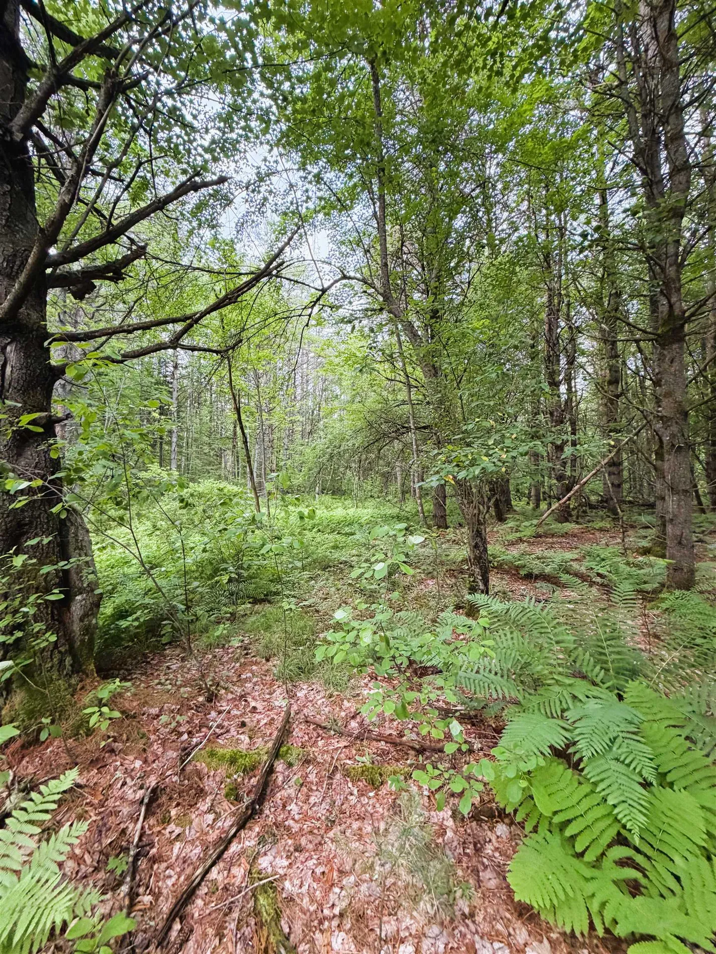 0 Old Partridge Lake Road Littleton NH 03561