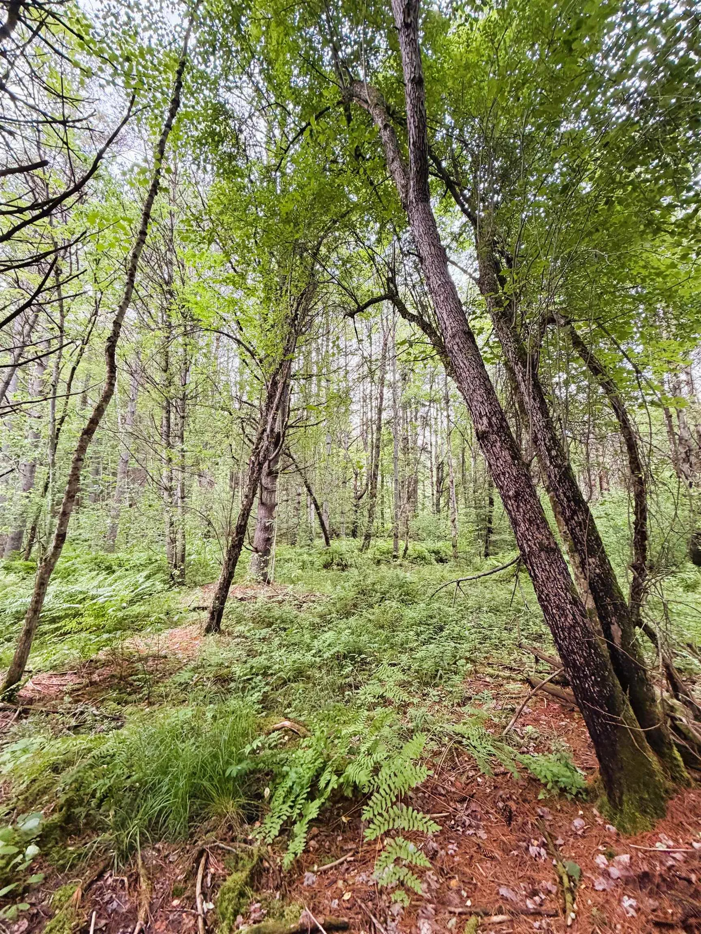 0 Old Partridge Lake Road Littleton NH 03561