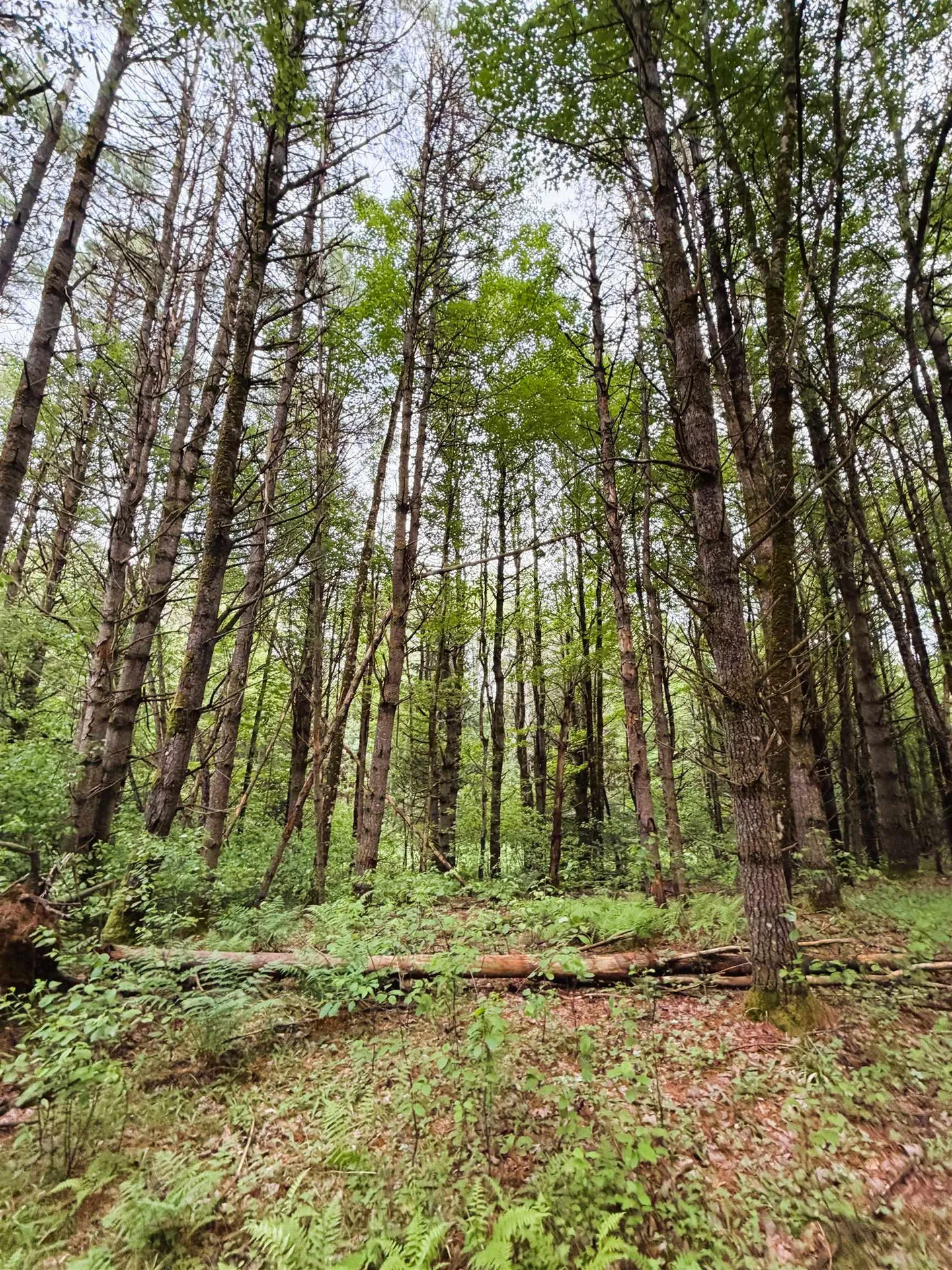 0 Old Partridge Lake Road Littleton NH 03561