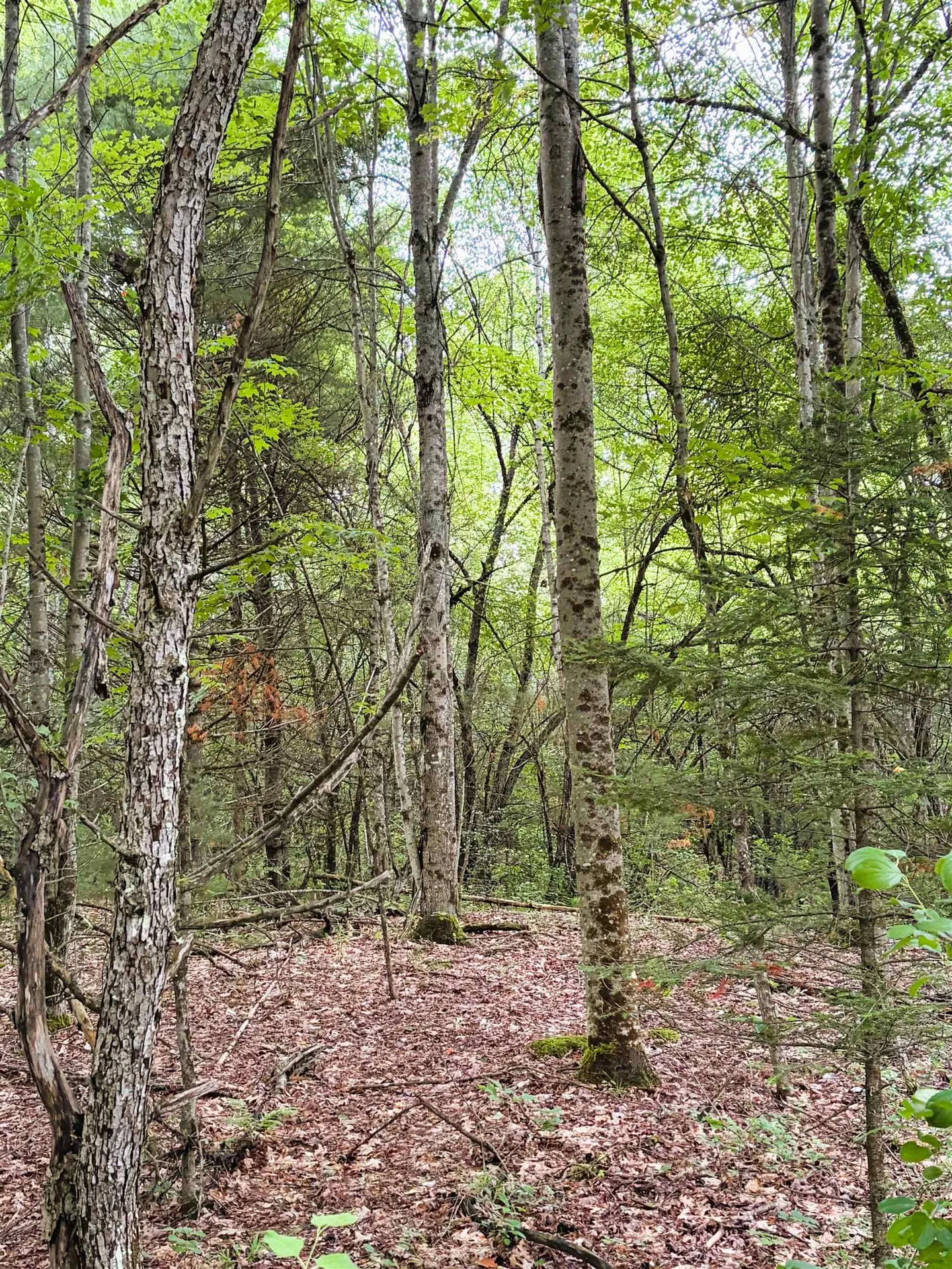 0 Old Partridge Lake Road Littleton NH 03561