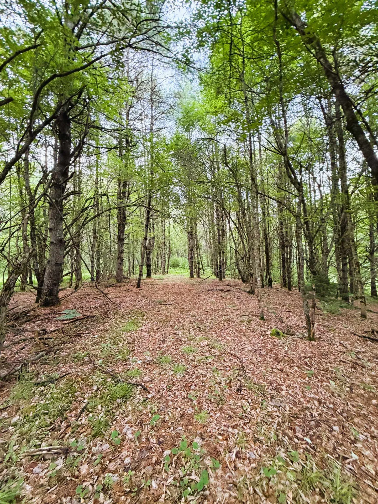 0 Old Partridge Lake Road Littleton NH 03561