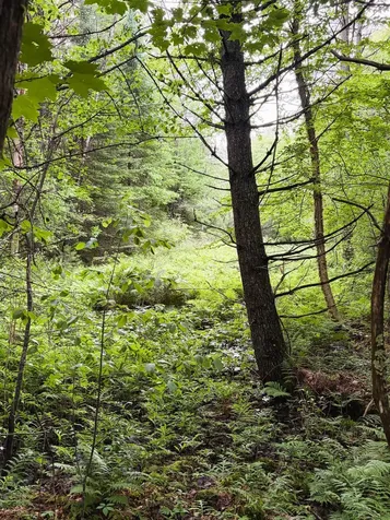 0 Old Partridge Lake Road Littleton NH 03561