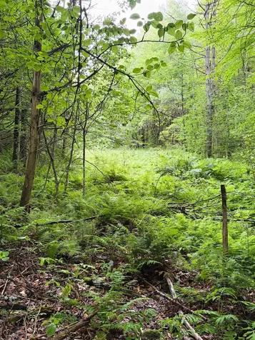 0 Old Partridge Lake Road Littleton NH 03561