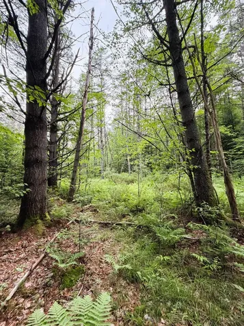 0 Old Partridge Lake Road Littleton NH 03561