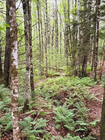 0 Old Partridge Lake Road Littleton NH 03561