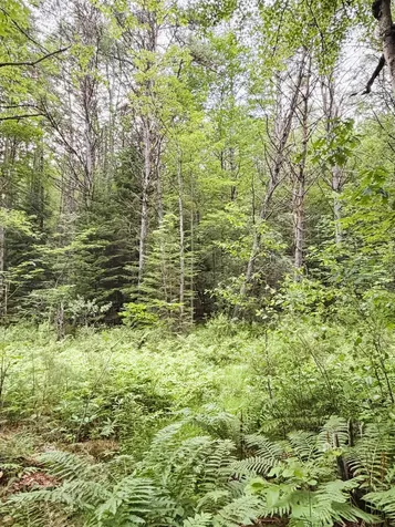 0 Old Partridge Lake Road Littleton NH 03561