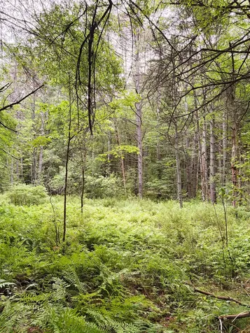 0 Old Partridge Lake Road Littleton NH 03561