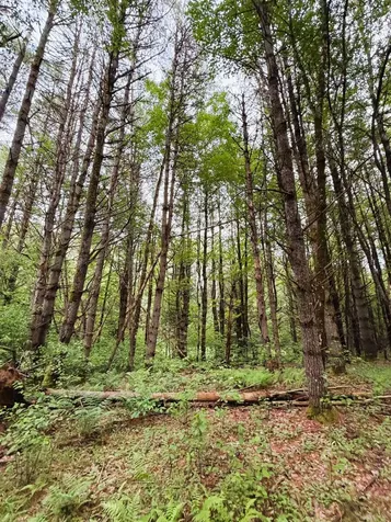 0 Old Partridge Lake Road Littleton NH 03561