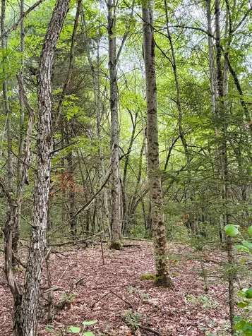 0 Old Partridge Lake Road Littleton NH 03561
