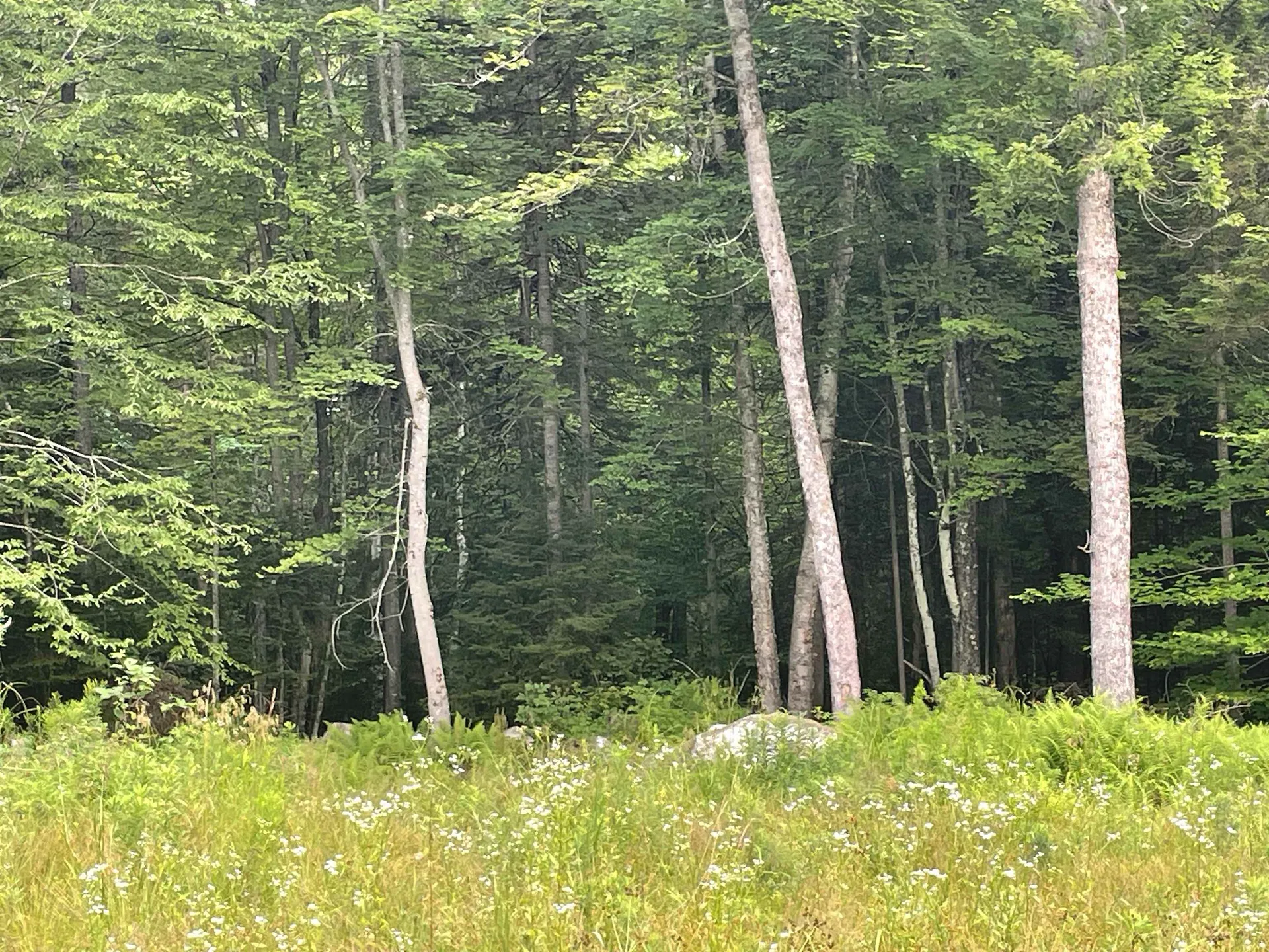 130 Stevens Road Woodbury VT 05681