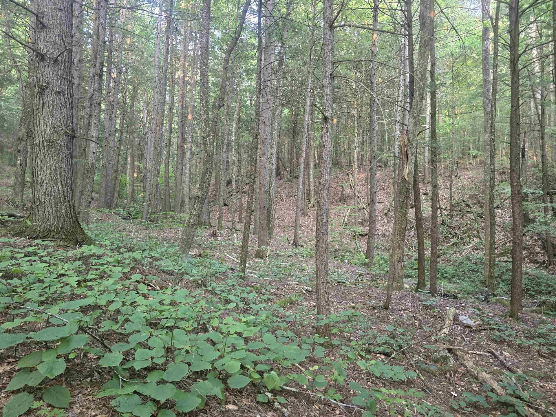 0FF Robin Hill Road Townshend VT 05359