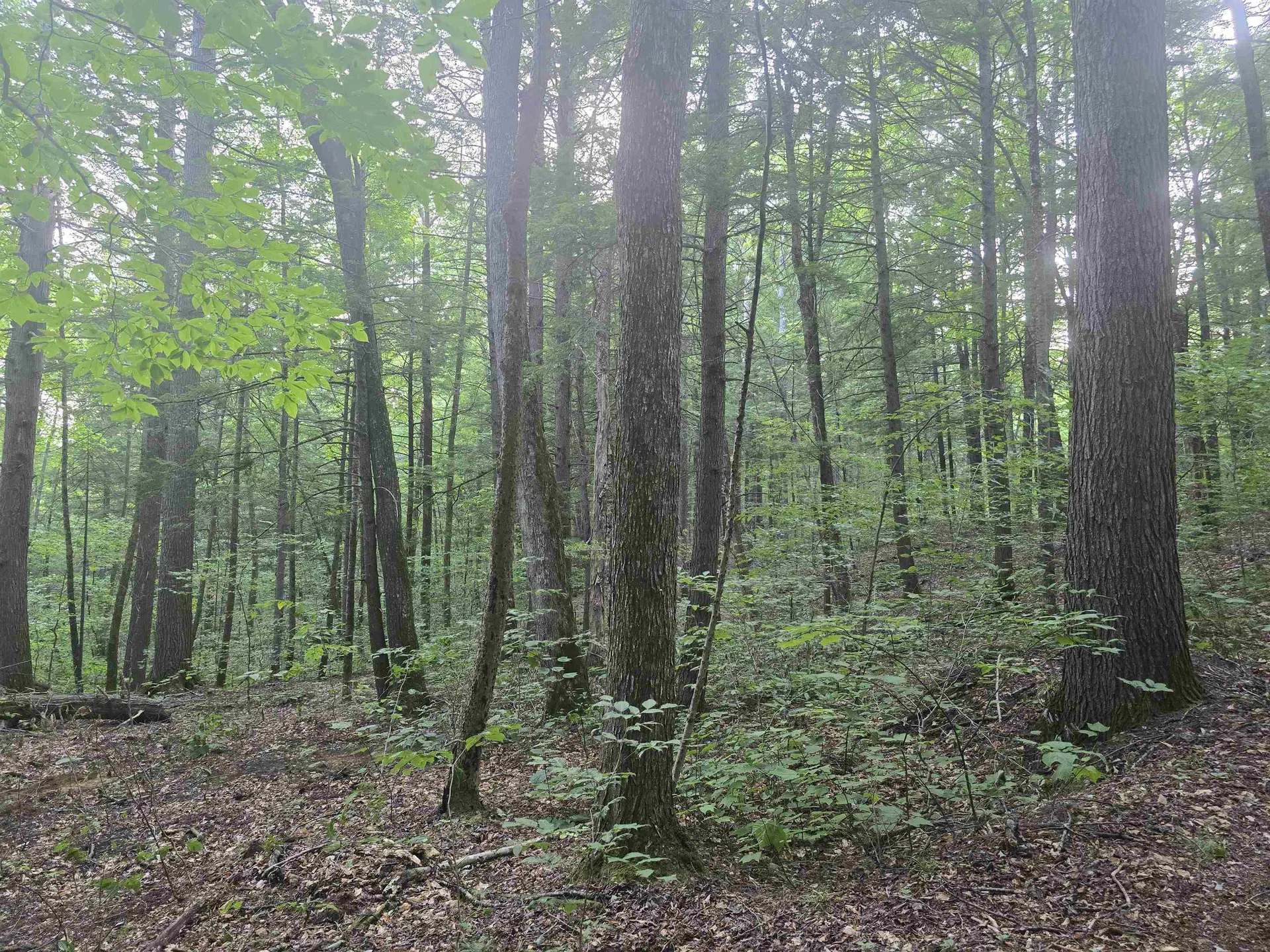 0FF Robin Hill Road Townshend VT 05359