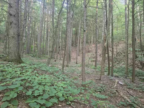 0FF Robin Hill Road Townshend VT 05359