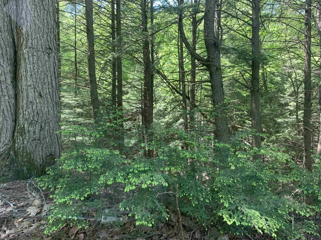 484 Cooledge Road Hillsborough NH 03244