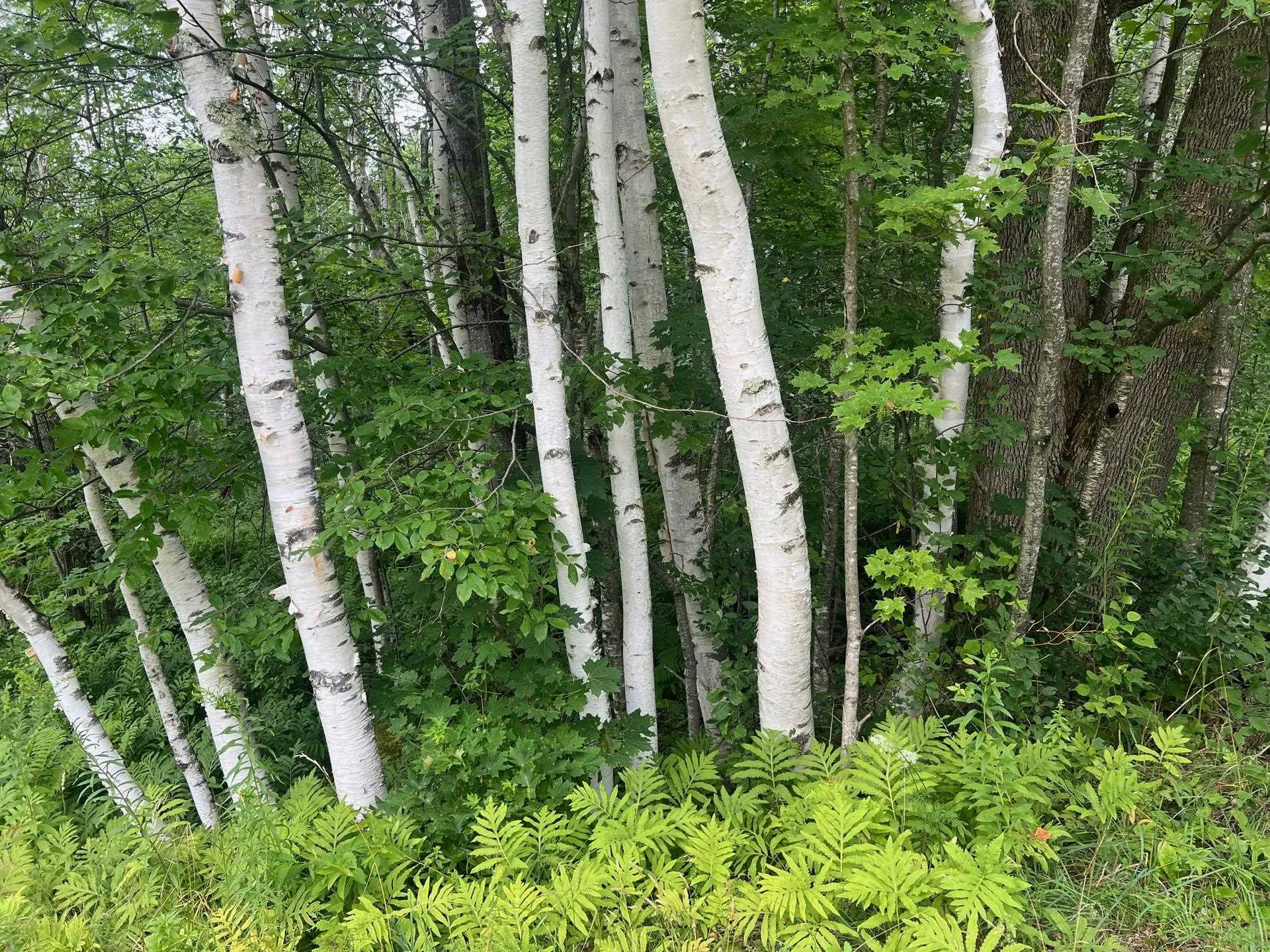 2506 Danby Mountain Road Dorset VT 05251