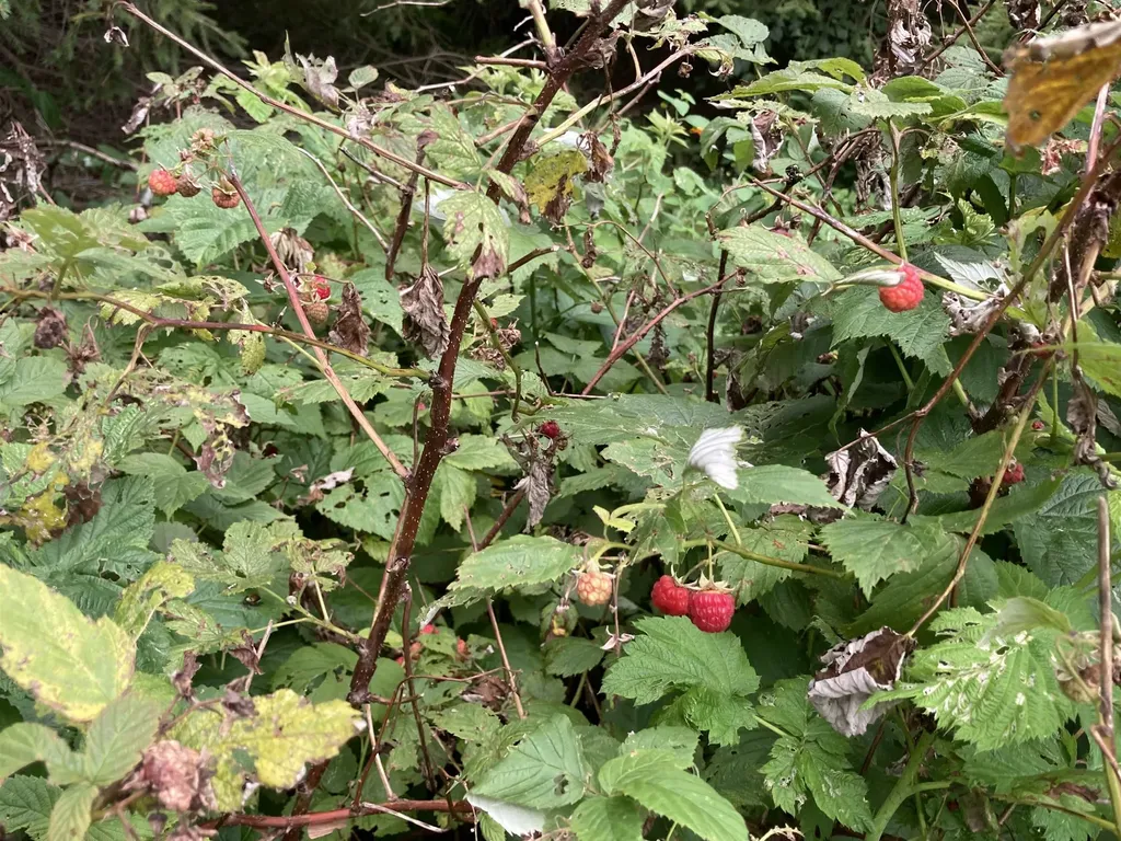 885 Burke Road Sutton VT 05867